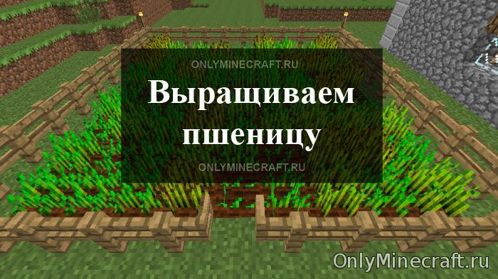 Как посадить пшеницу в Майнкрафте