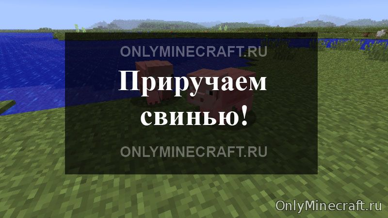 Как приручить свинью в Майнкрафте